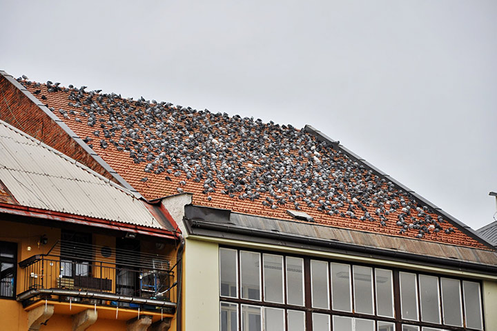 A2B Pest Control are able to install spikes to deter birds from roofs in Newport Hampshire. 
