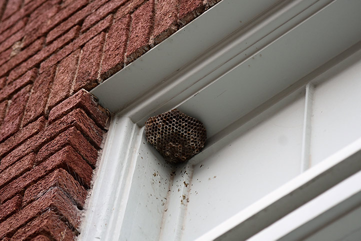We provide a wasp nest removal service for domestic and commercial properties in Newport Hampshire.